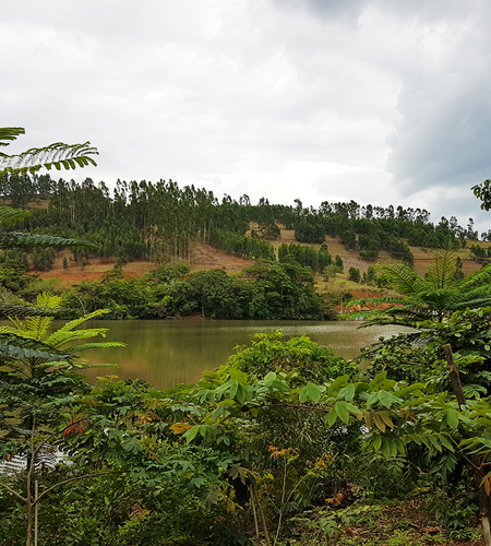 Britvic Brazil plants forest of nearly 2,000 trees