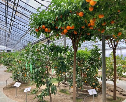 Greenhouse with citrus trees