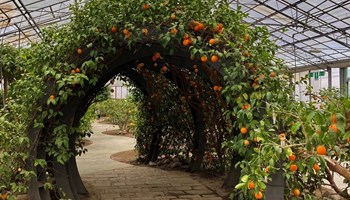 Britvic blog: From nature to flavour — Britvic’s quest for great citrus taste by Joseph Sankar