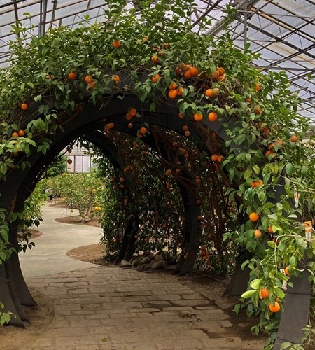 Britvic blog: From nature to flavour — Britvic’s quest for great citrus taste by Joseph Sankar